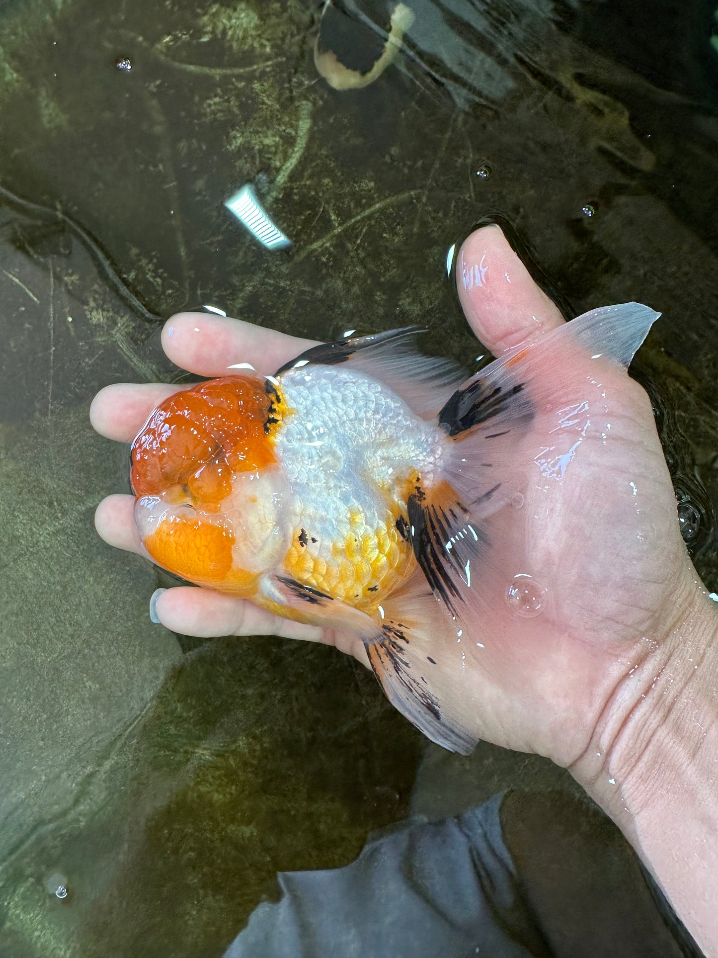 Tricolor Oranda Female 5-5.5 inches #070425OR_20