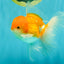 A Grade Red White Oranda Male 5.5 inches #081426OR_08
