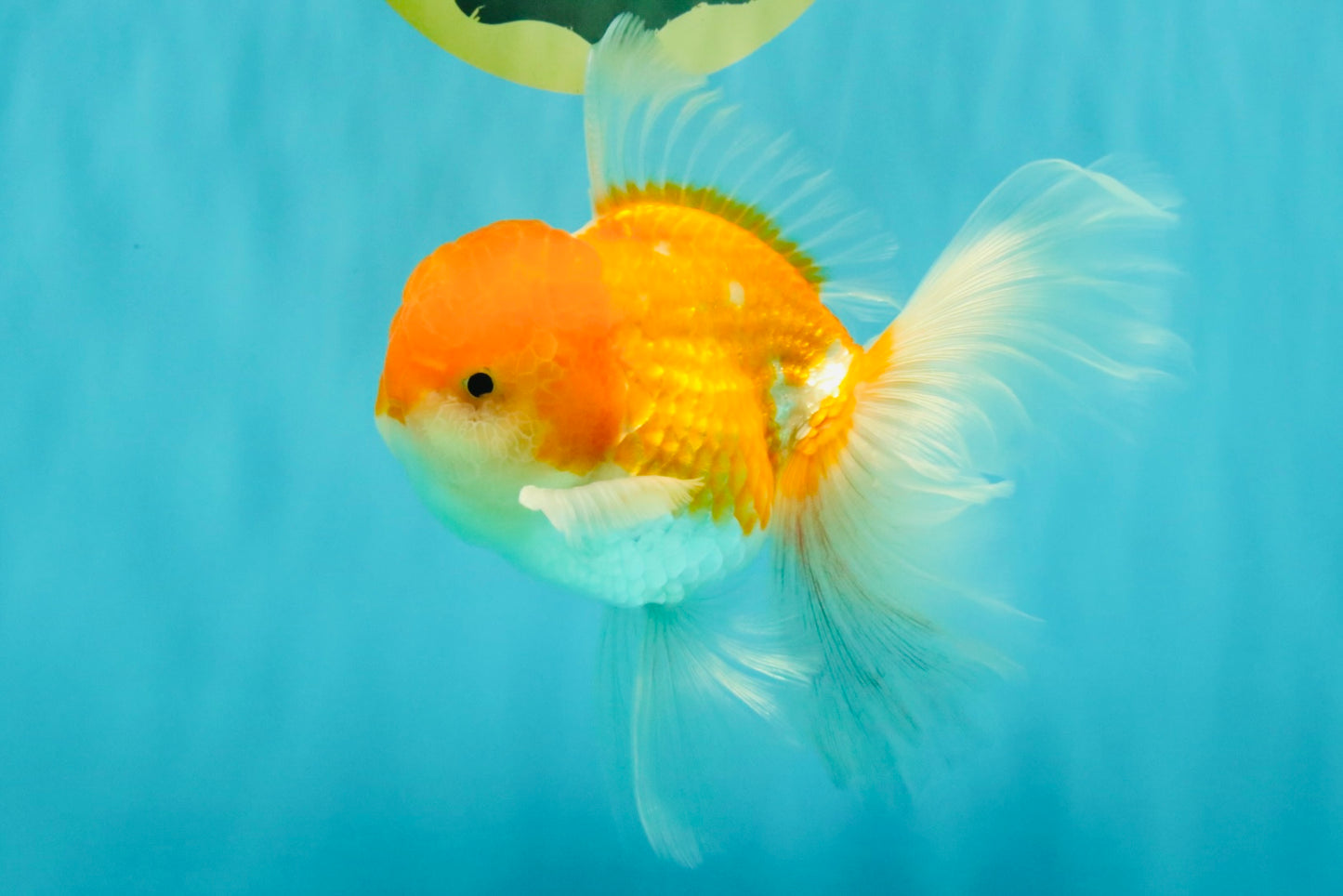 A Grade Red White Oranda Male 5.5 inches #081426OR_08