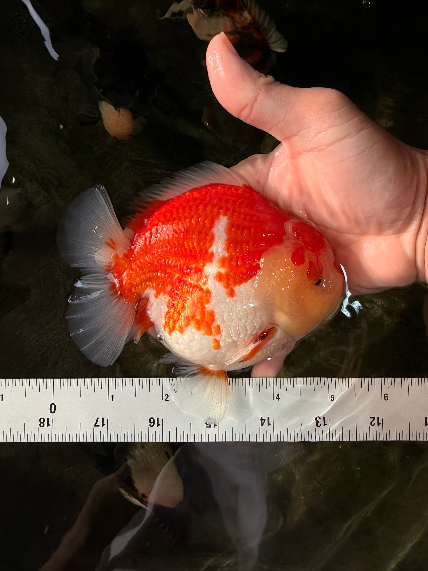 AAA Grade Godzilla Red White Yuanbao Male 5-5.5 inches #031326YB_20