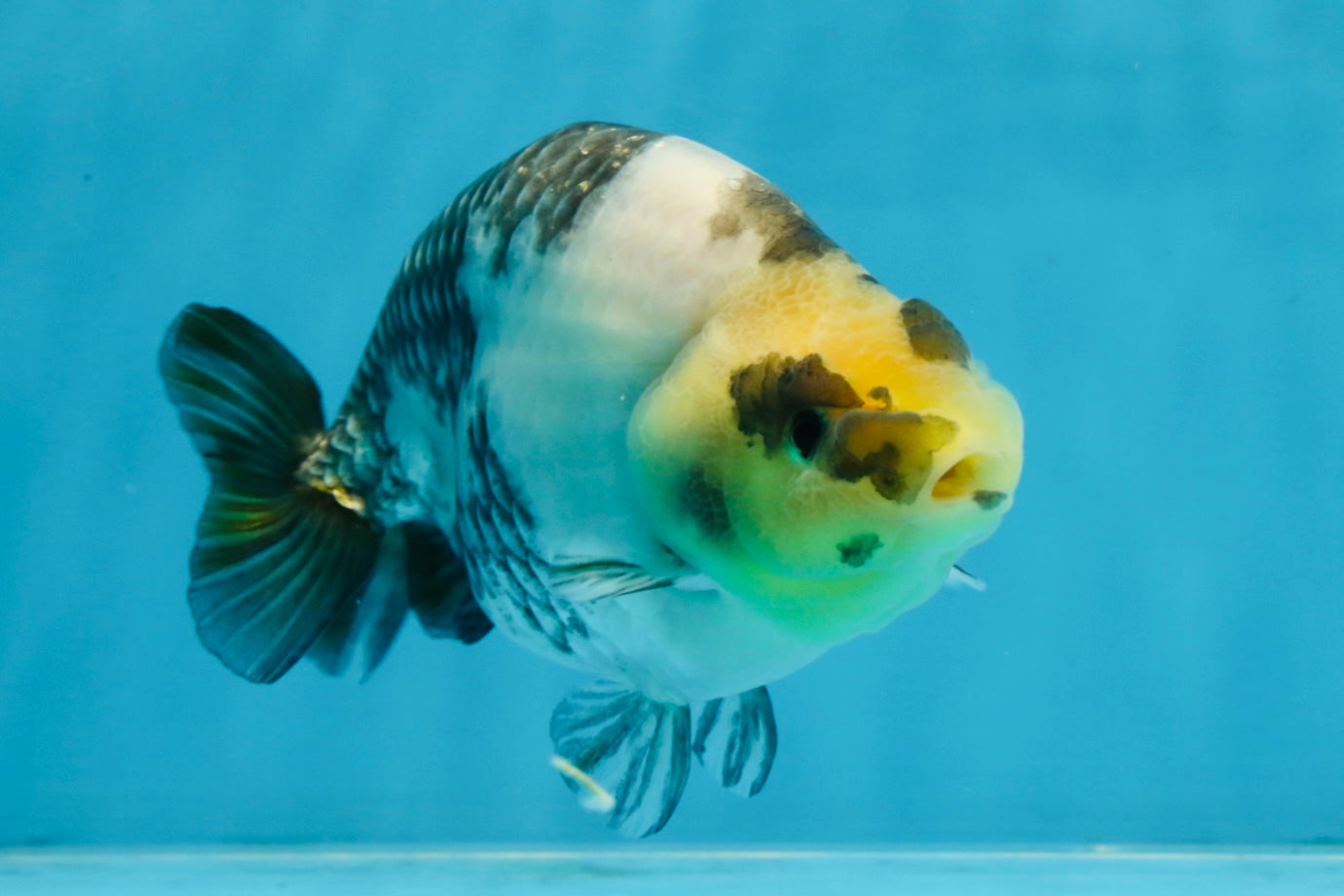 Cow Chinese Ranchu Female 5-5.5 inches #103125RC_08