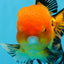 A Grade Apache Oranda Male 5 inches #0906OR_32