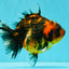 A Grade Tiger Oranda Female 5-5.5 inches #073126OR_20