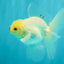 BEAUTY AAA Grade Little Chicken White Oranda Male 5.5 inches #072426OR_15