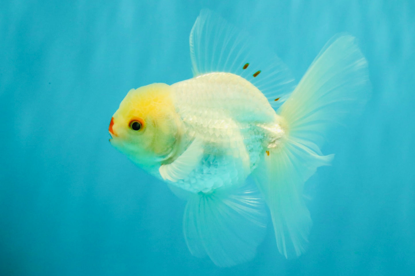BEAUTY AAA Grade Little Chicken White Oranda Male 5.5 inches #072426OR_15