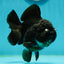 A Grade Pompom Black Yuanbao Male 4.5 inches #112224YB_32