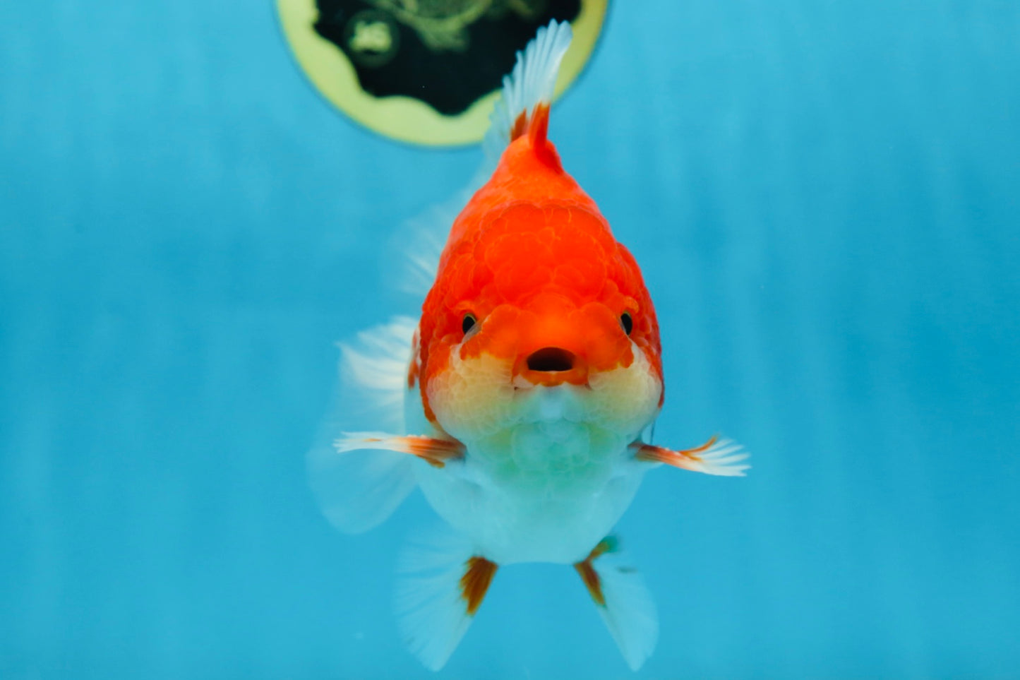 AAA Grade Red White Yuanbao Male 5-5.5 inches #081525YB_05