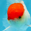 A Grade Super Cute Red Cap Oranda Male 4.5-5 inches #053025OR_22