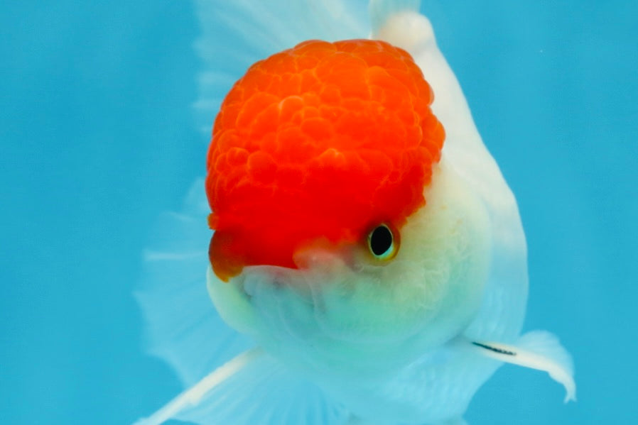 A Grade Super Cute Red Cap Oranda Male 4.5-5 inches #053025OR_22
