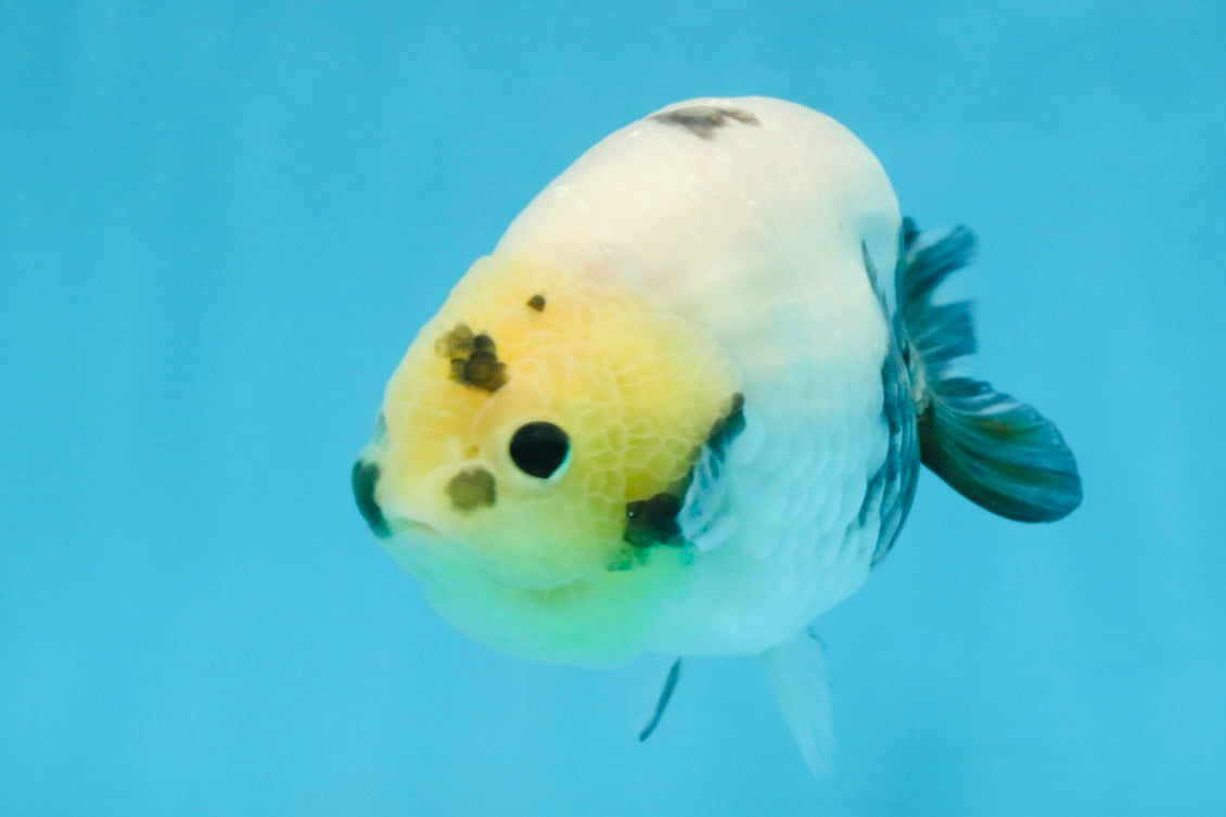 A Grade Chinese Cow Ranchu Male 4.5-5 inches #110725RC_13