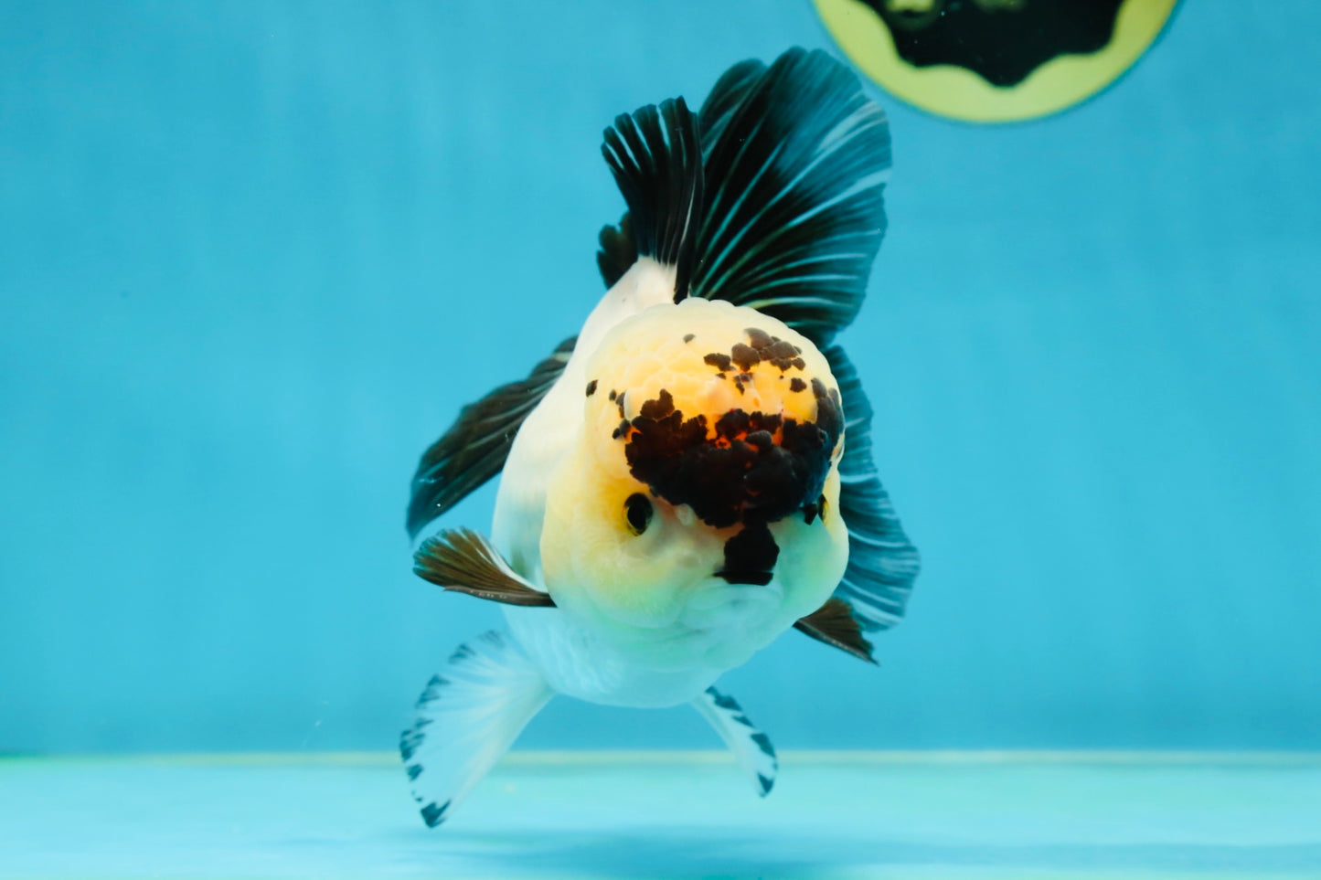 A Grade Panda Oranda Female 5-5.5 inches #050925OR_35
