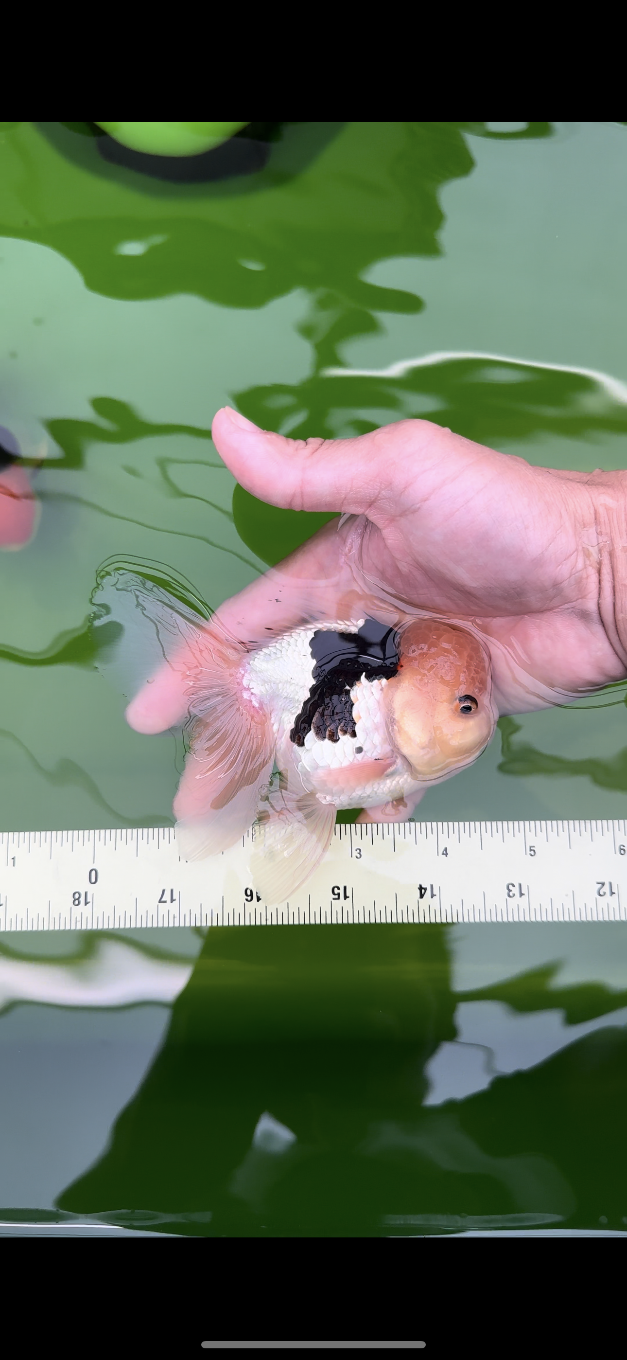 Panda oranda macho de cabeza de limón de grado A de 4,5 pulgadas n.° 0503OR_09