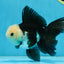 FLUFFY Panda Oranda Male 5-5.5 inches #091925OR_04