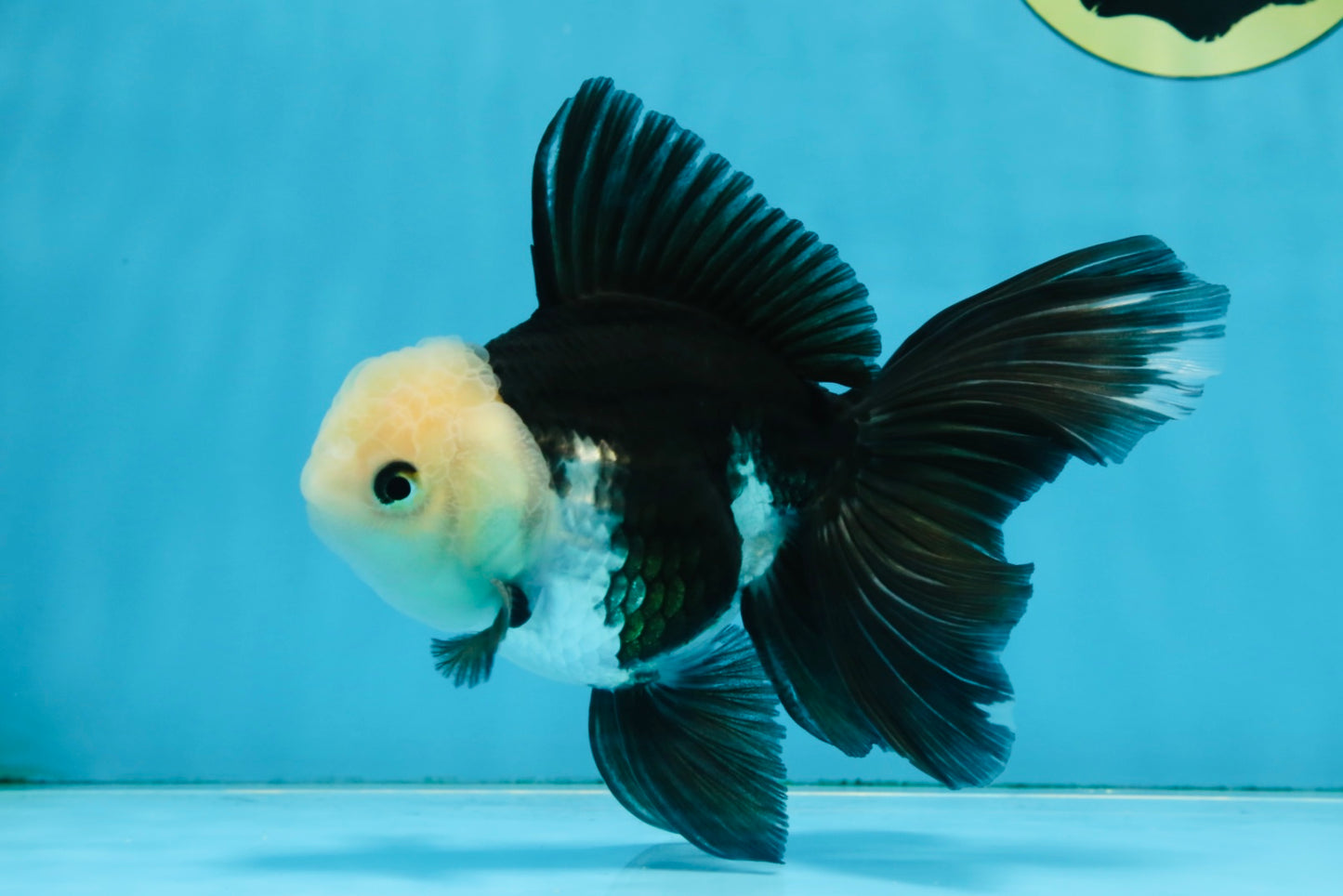 FLUFFY Panda Oranda Male 5-5.5 inches #091925OR_04