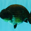 SPECIAL AAA Grade Strong Body Structure Black Cooper Ranchu Male 4.5 inches #061926RC_08