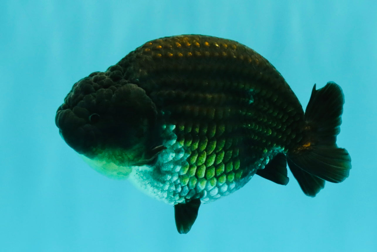 SPECIAL AAA Grade Strong Body Structure Black Cooper Ranchu Male 4.5 inches #061926RC_08