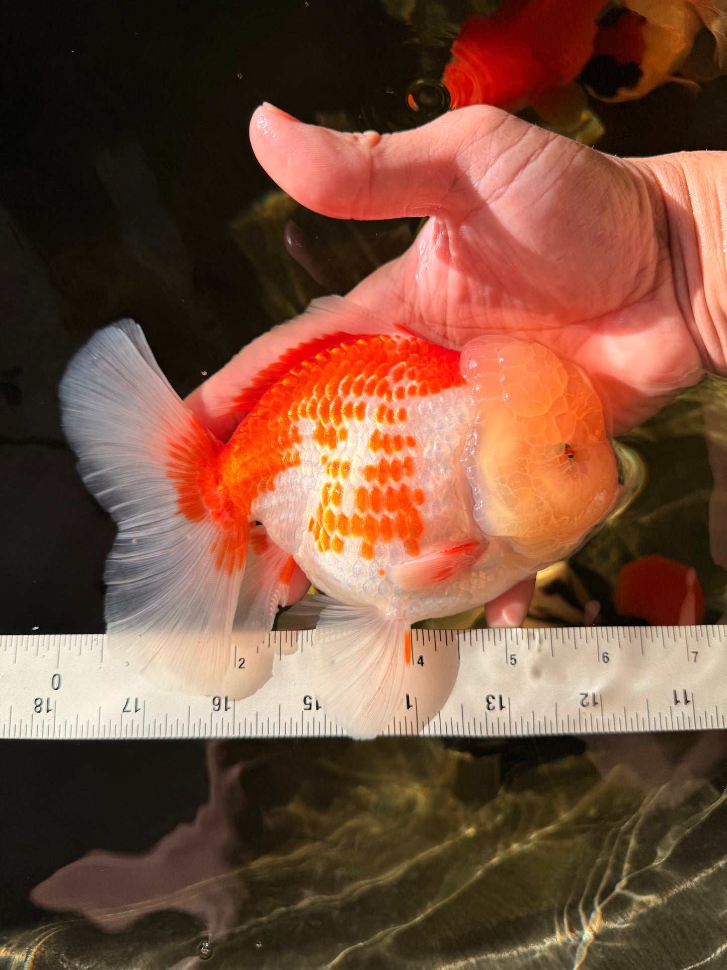 AAA Grade Polkadot Red White Oranda Male 6-6.5 inches #030626OR_19