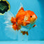 AAA Grade Young Godzilla Red White Oranda Male 6 inches #081525OR_07