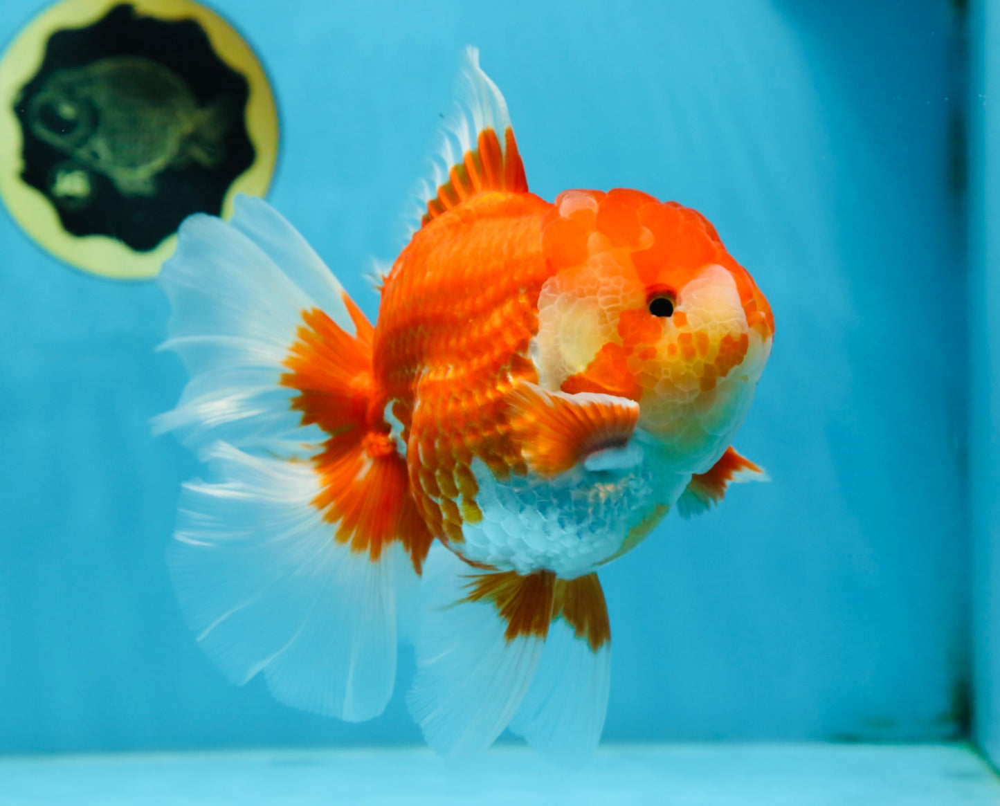 AAA Grade Young Godzilla Red White Oranda Male 6 inches #081525OR_07