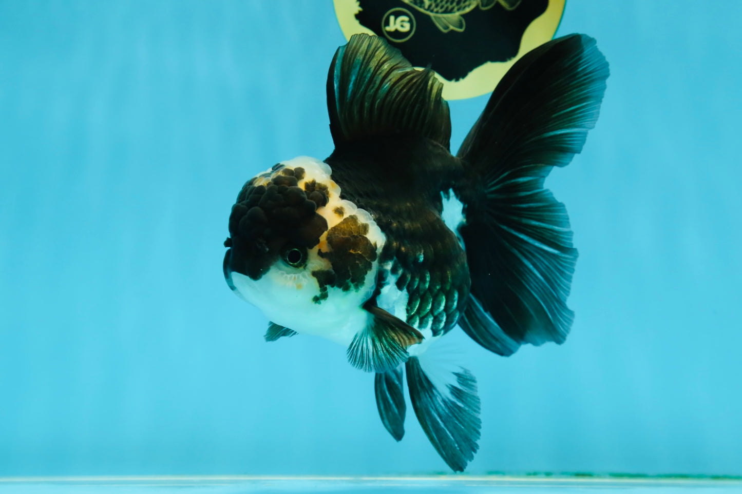 A Grade Adorable Panda Oranda Female 5-5.5 inches #010325OR_06