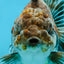 RARE A Grade Kirin Oranda Male 5.5 inches #120525OR_02