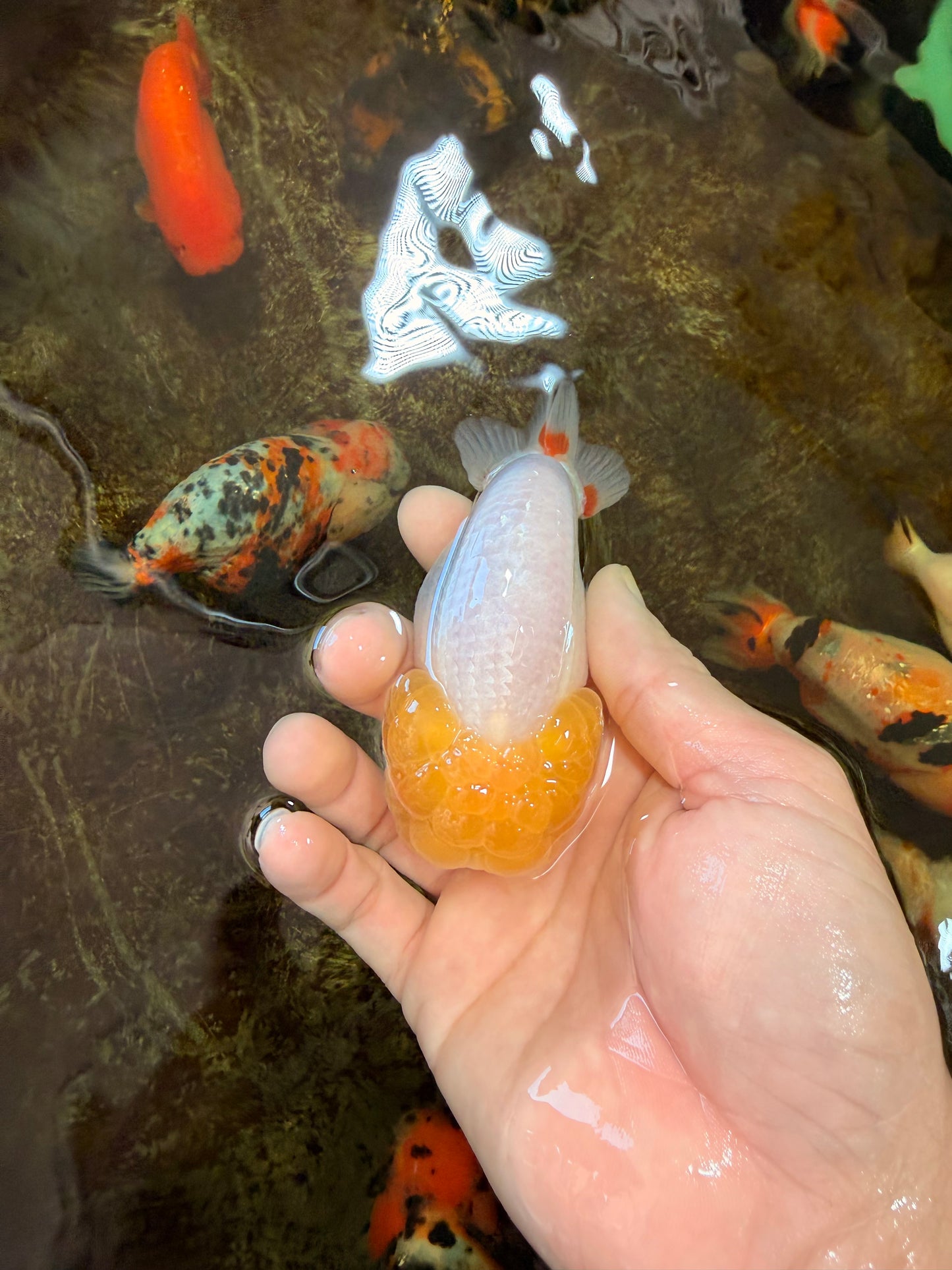 AAA Grade Young Lemonhead LionQueen 4 inches #101025LC_02