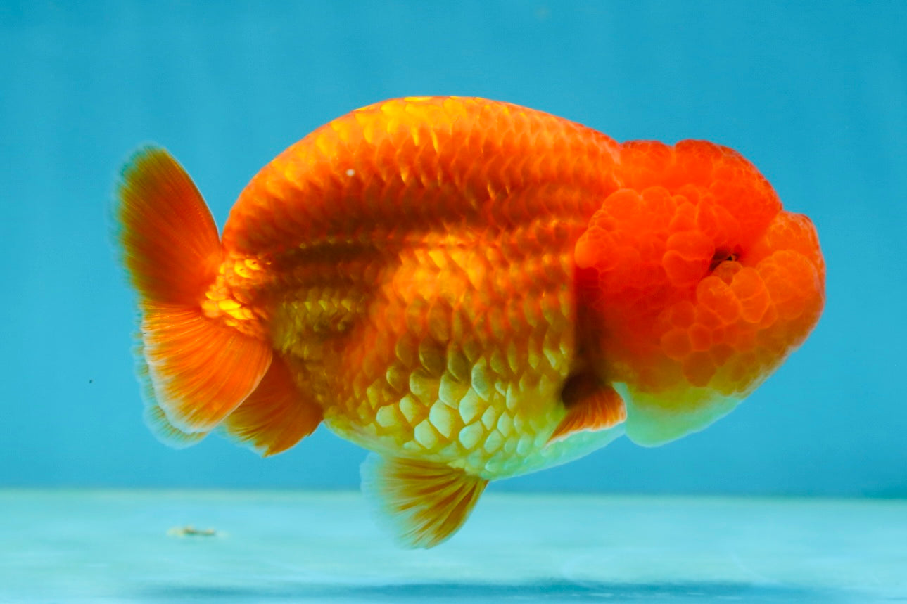 A Grade Solid Red LionKing 4 inches #062725LC_01