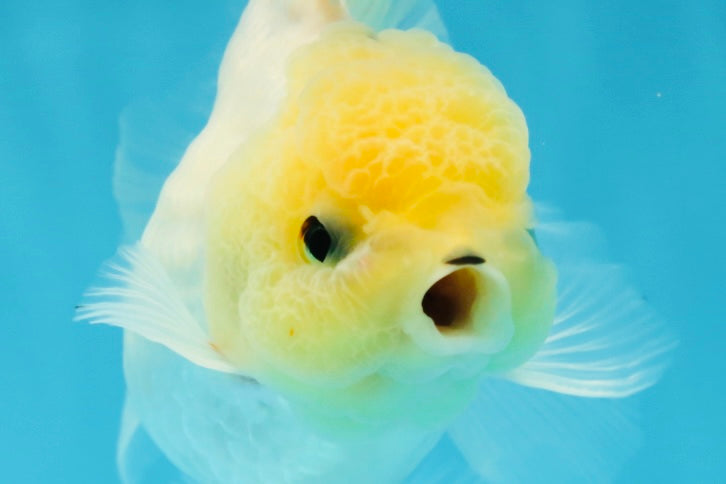 A Grade Puppy White Button Eyes Oranda Female 4.5-5 inches #050225OR_05