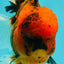 A Grade Tiger Oranda Male 5.5 inches #062626OR_26