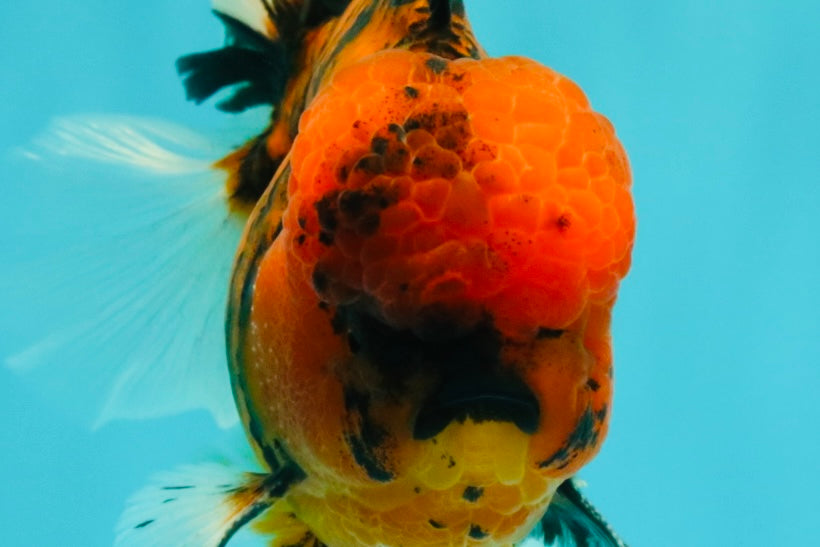 A Grade Tiger Oranda Male 5.5 inches #062626OR_26