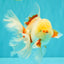A Grade Lipstick Red White Oranda Male 5.5-6 inches #100926OR_14