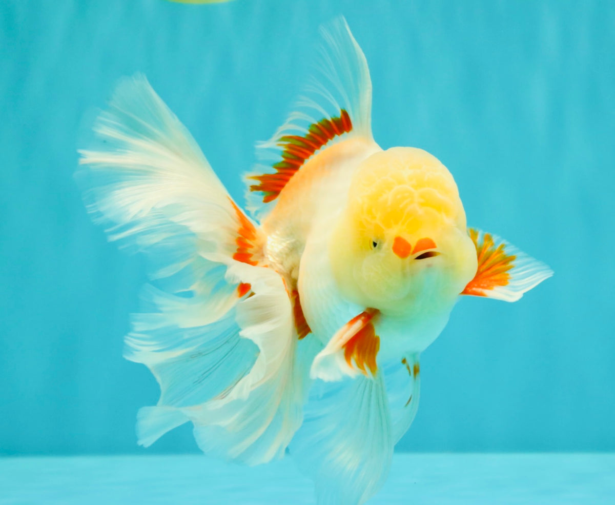 A Grade Lipstick Red White Oranda Male 5.5-6 inches #100926OR_14