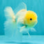 A Grade White Oranda Male 4.5-5 inches #071726OR_23
