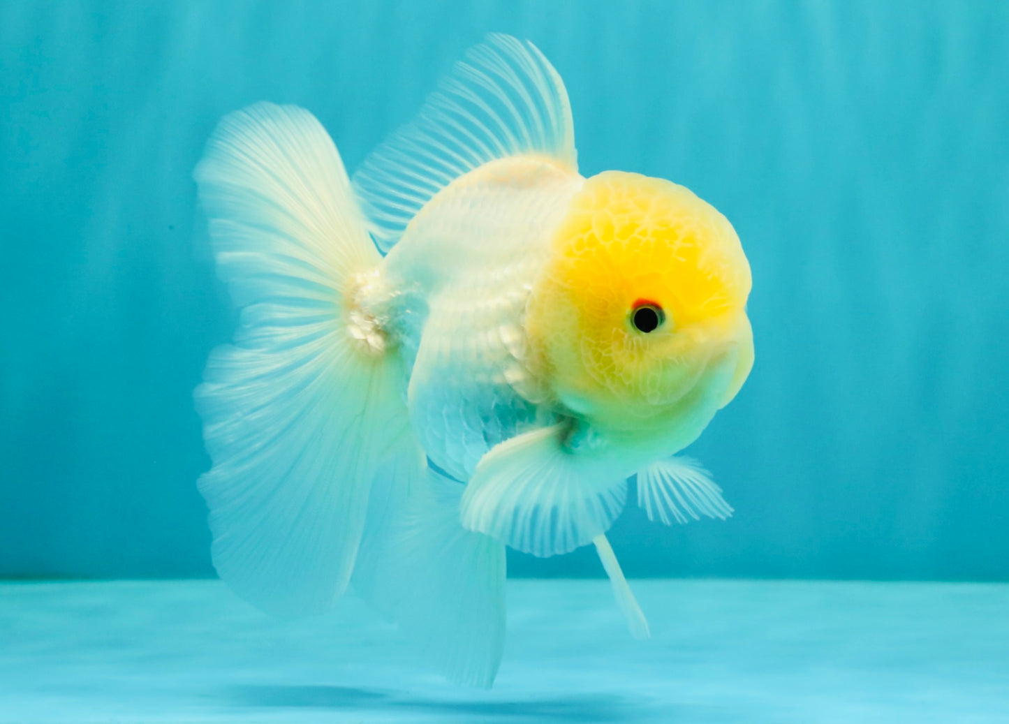 A Grade White Oranda Male 4.5-5 inches #071726OR_23