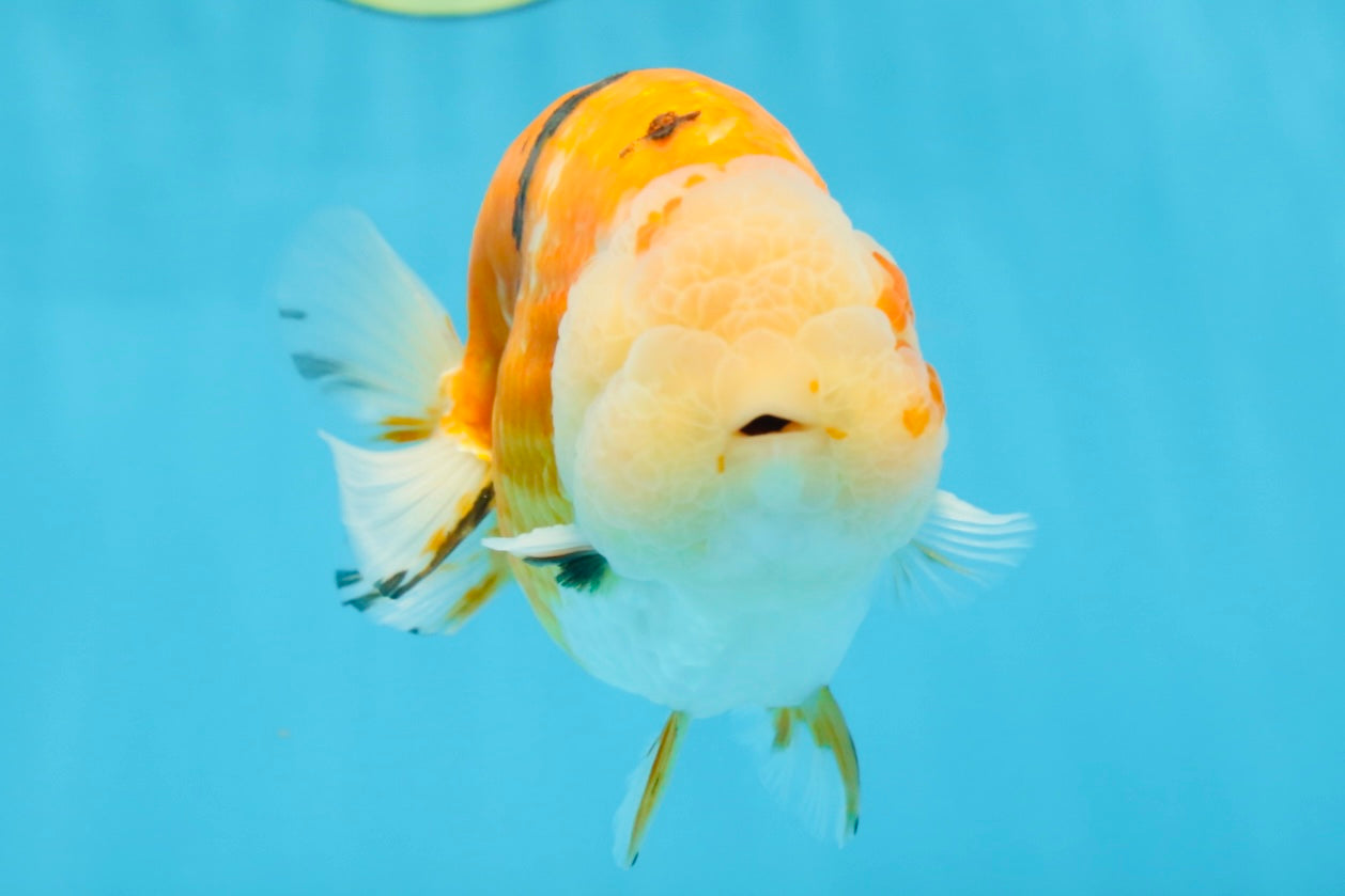 AAA Grade Sakura LionKing 5 inches #062025LC_08