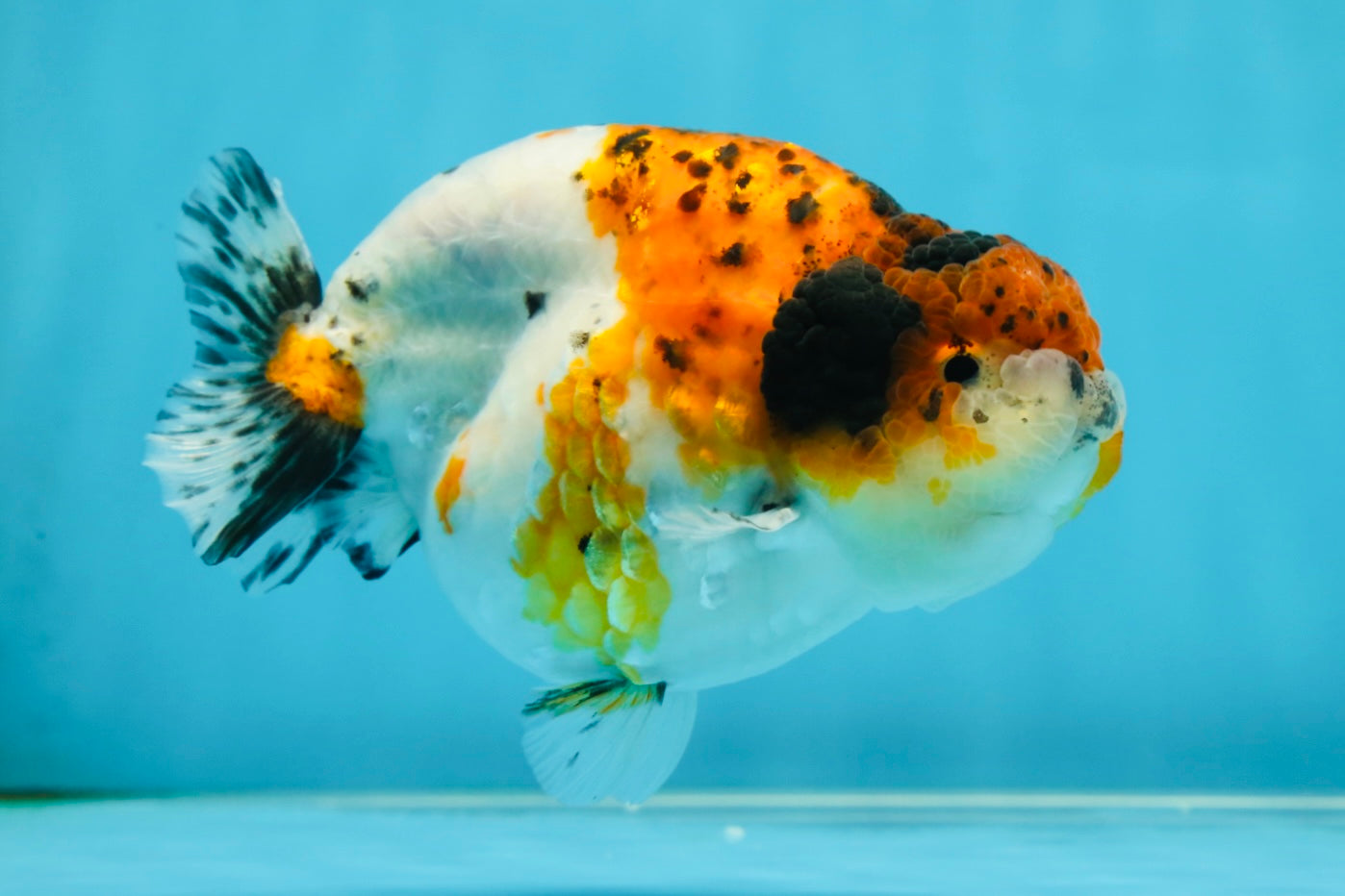 A Grade Calico LionKing 4.5-5 inches #052325LC_14