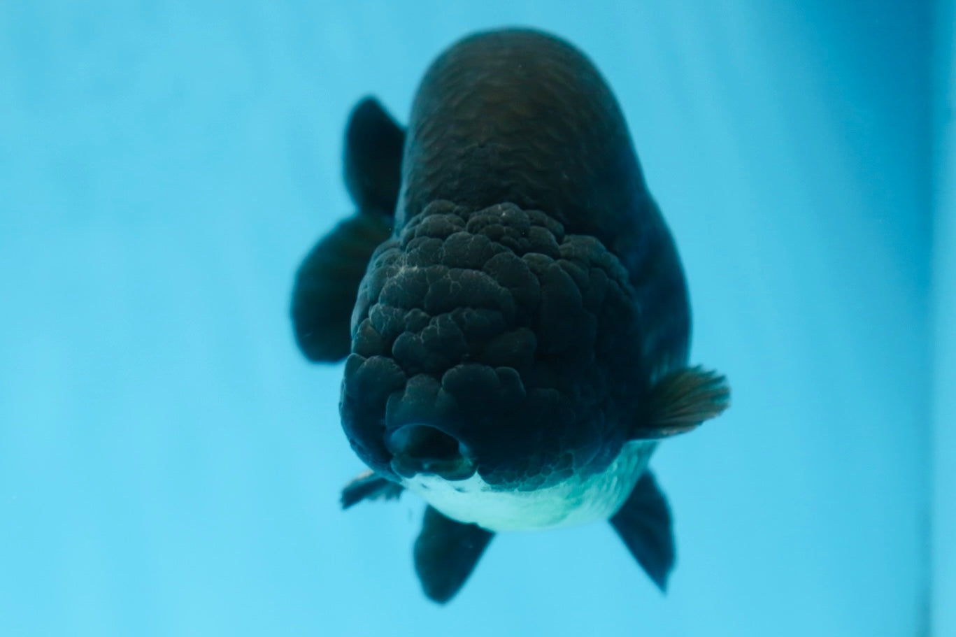 AAA Grade SPECIAL Kingkong Black Ranchu Male 5.5-6 inches #091225RC_03