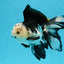 A Grade Panda Oranda Male 5.5-6 inches #121324OR_23