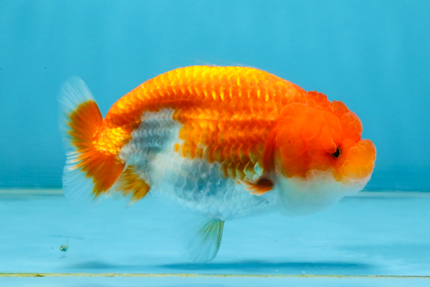 FLUFFY Red White LionChu Female 4.5 inches #120525LC_16