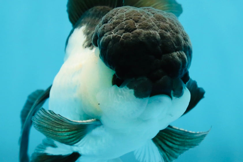 A Grade Panda Oranda Male 4.5-5 inches #010325OR_09