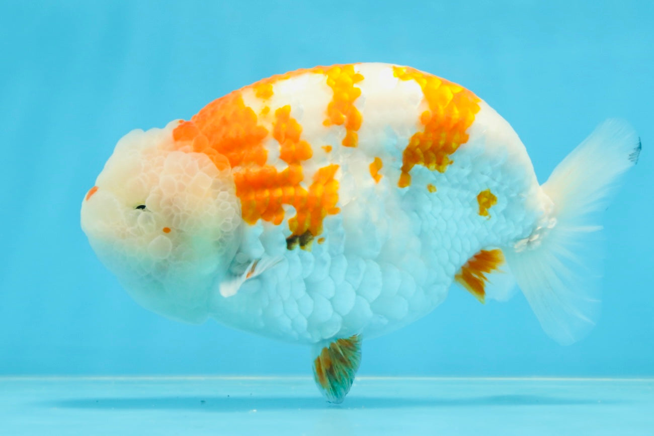 AAA Grade FANCY Kohaku Sakura LionKing 5.5 inches #100325LC_08