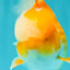 A Grade Cheese Orange White Oranda Male 5.5 inches #062626OR_22