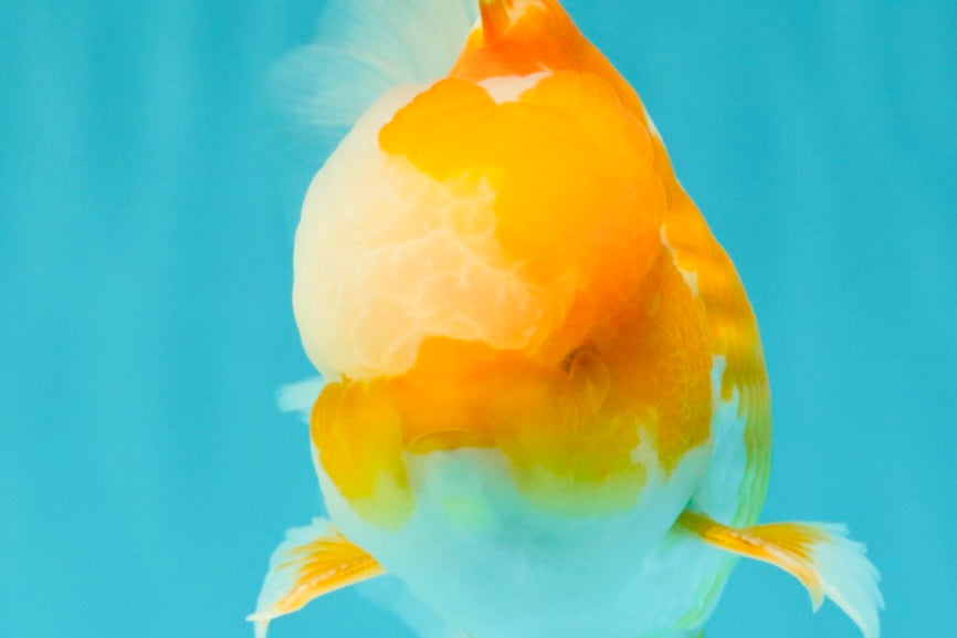 A Grade Cheese Orange White Oranda Male 5.5 inches #062626OR_22