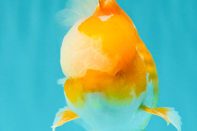 A Grade Cheese Orange White Oranda Male 5.5 inches #062626OR_22