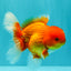 A Grade Red White Oranda Male 5.5 inches #061926OR_20