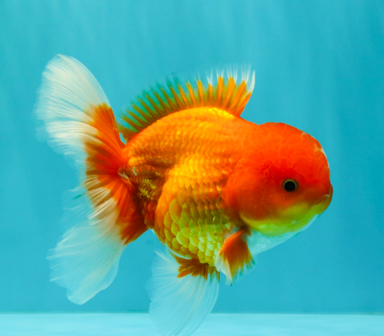 A Grade Red White Oranda Male 5.5 inches #061926OR_20
