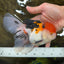 A Grade Tricolor Oranda Female 6-6.5 inches #071125OR_10