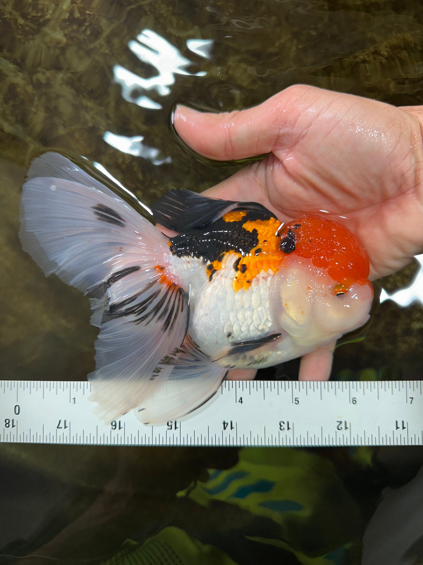 A Grade Tricolor Oranda Female 6-6.5 inches #071125OR_10