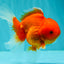 Red Cherry Oranda Female 5 inches #061926OR_14