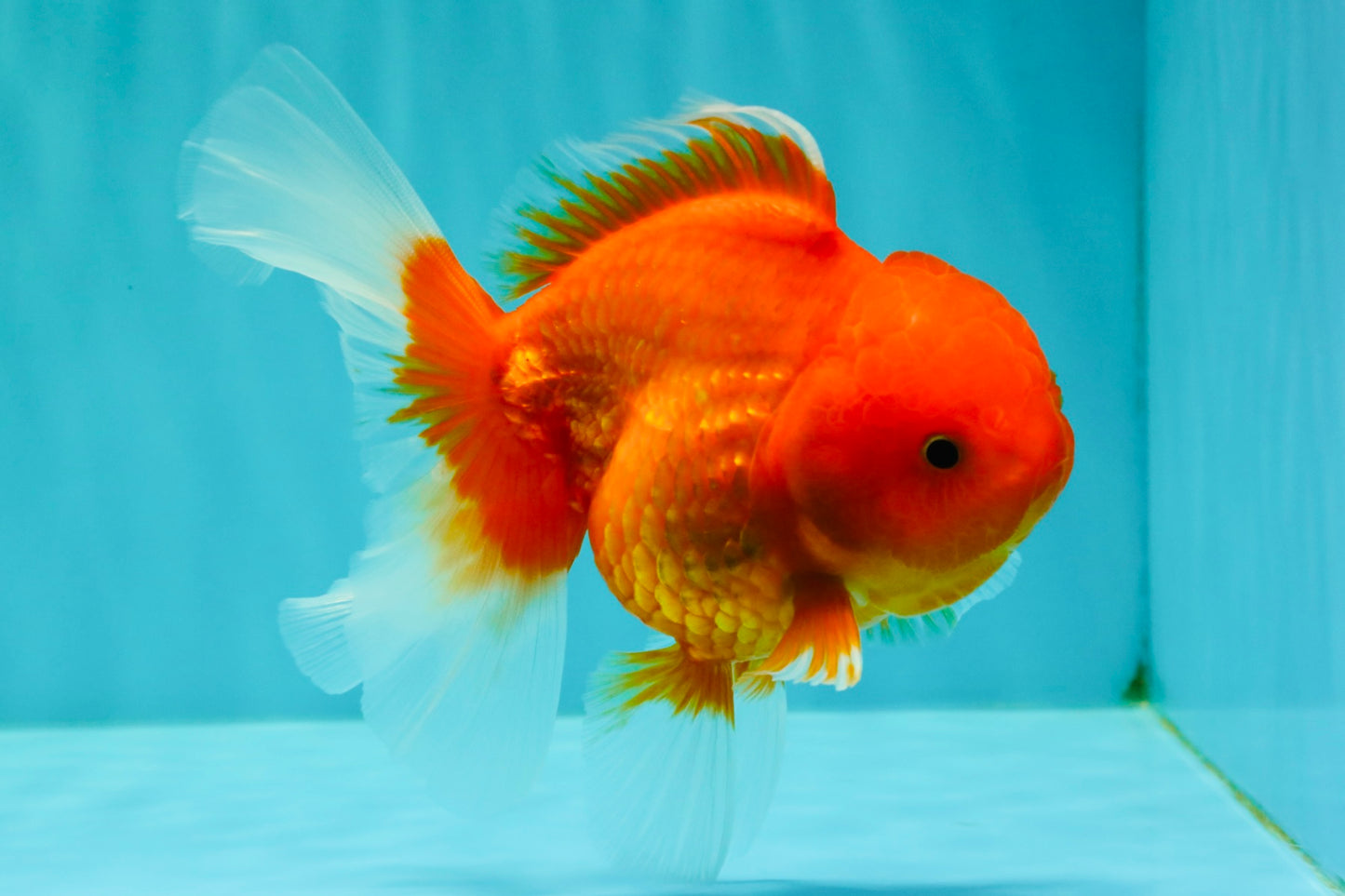 Red Cherry Oranda Female 5 inches #061926OR_14